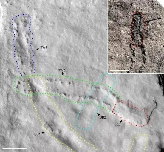中国发现地球上5.5亿年的最古老脚印，他的主人是谁？