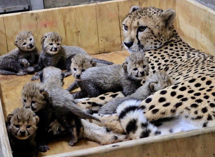 猎豹妈妈超辛苦一次生下8个小宝宝破记录！
