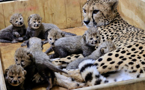 猎豹妈妈超辛苦一次生下8个小宝宝破记录！