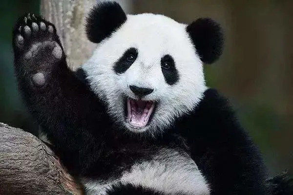 几大原因奠定了熊猫国宝的地位