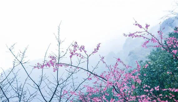 郴州王仙岭樱花会等你整个春天，记得带上那个TA