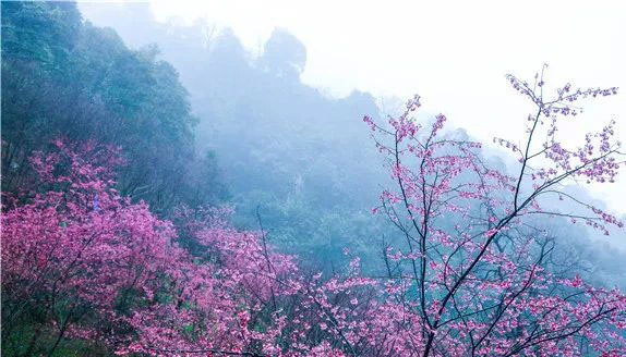 郴州王仙岭樱花会等你整个春天，记得带上那个TA