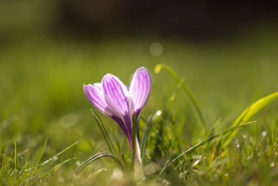 Purple Crocus Flower in Morning Spring Sunlight