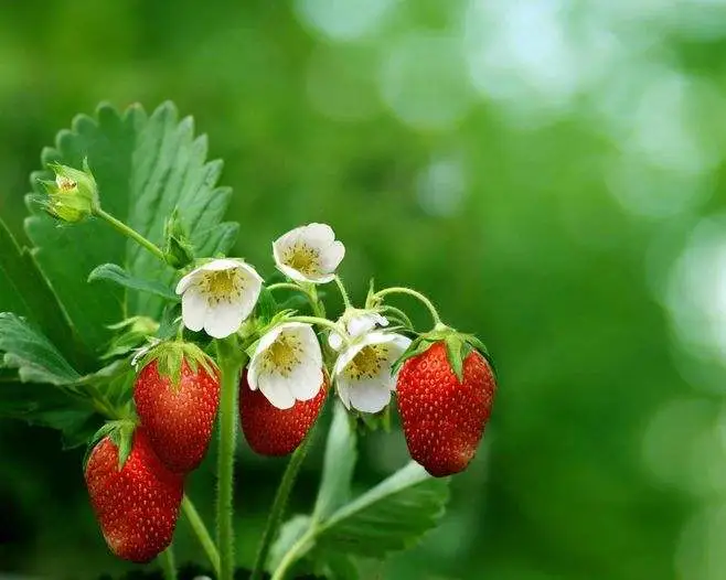 记不起的那颗美丽的草莓