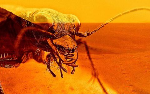 俄亥俄州大学的网站删除火星上有昆虫生物的证据文章