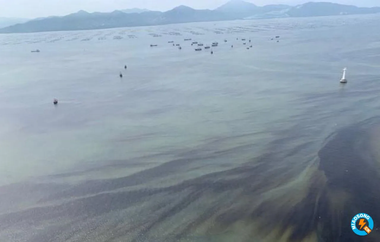 深圳湾海域出现红潮异弯藻和中肋骨条藻红潮，面积为6平方公里，专家解答：无毒红潮，不必担心
