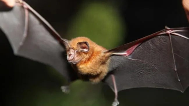 中美科学家推进病毒宿主研究中华菊头蝠或是真凶？