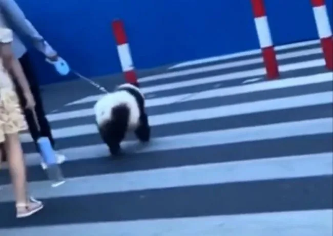 国宝大熊猫过马路引路人围观，主人揭秘熊猫竟然是松狮犬