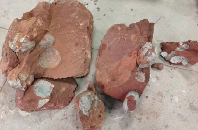 广东河源发现恐龙蛋化石，文物部门抢救性发掘出33枚