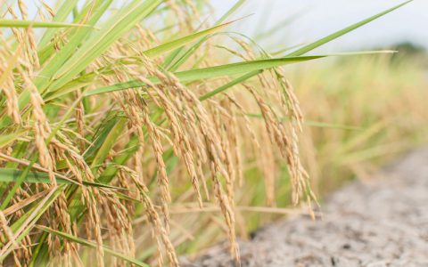 挖掘水稻泛基因组，培育优良水稻的重要一步